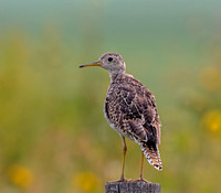 Upland Sandpiper
