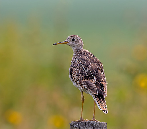 Upland Sandpiper