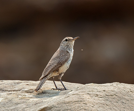 Rock Wren
