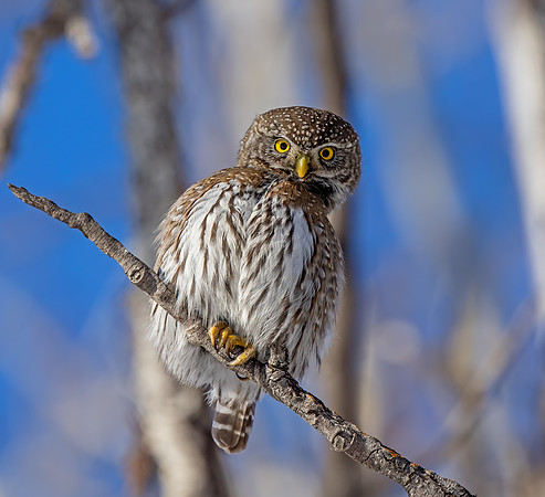 Northern Pygmy Owl