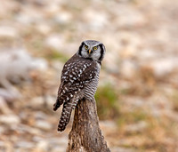 Northern Hawk Owl