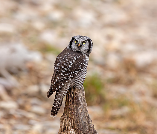 Northern Hawk Owl