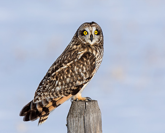 Short-eared Owl