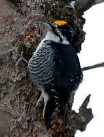 Black-backed Woodpecker - male