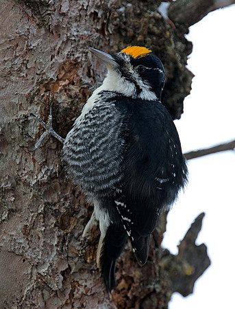 Black-backed Woodpecker - male
