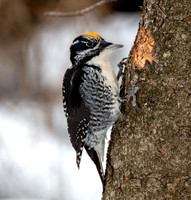 American Three-toed Woodpecker