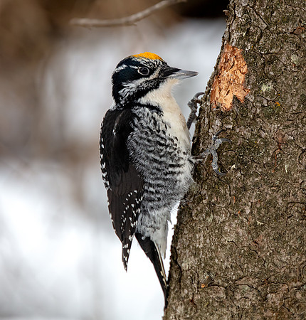 American Three-toed Woodpecker