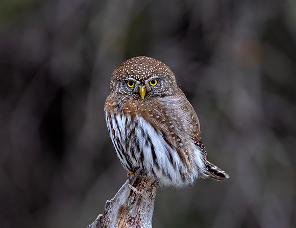 Northern Pygmy Owl