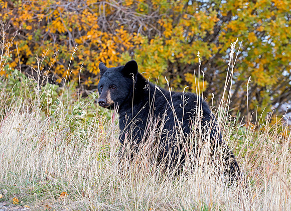American Black Bear