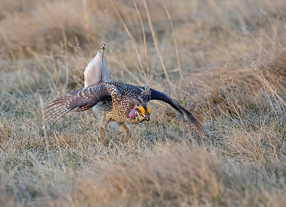 Sharp-tailed Grouse