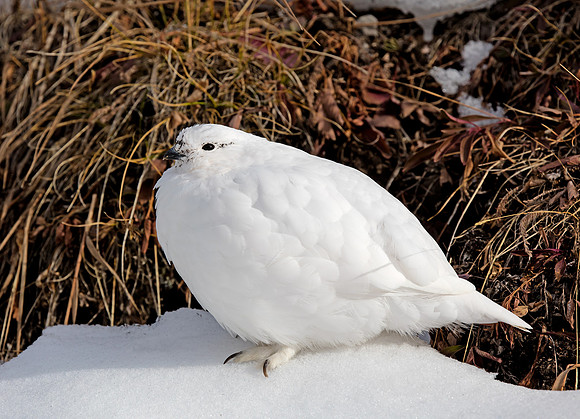 White-tailed Ptarmigan