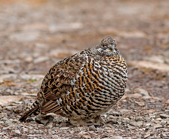 Spruce Grouse - female
