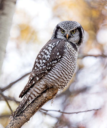 Northern Hawk Owl