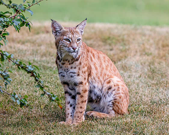 Bobcat in a Calgary park