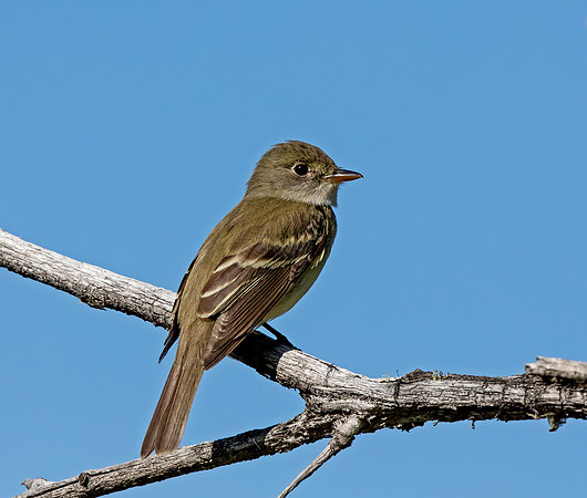 Alder Flycatcher perched