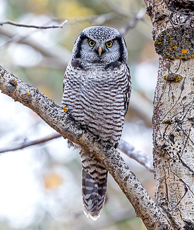 Northern Hawk Owl