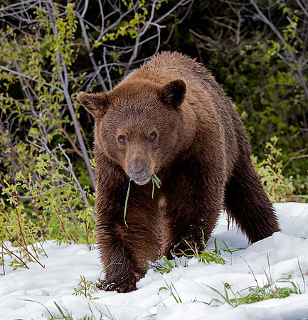 Cinnamon American Black Bear