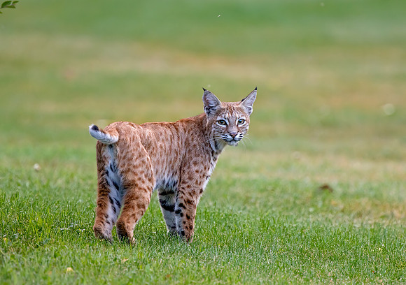 Bobcat in a Calgary park