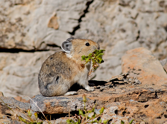American Pika