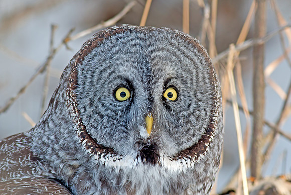 Great Gray Owl