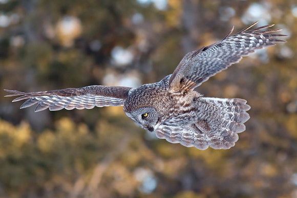 Great Gray Owl