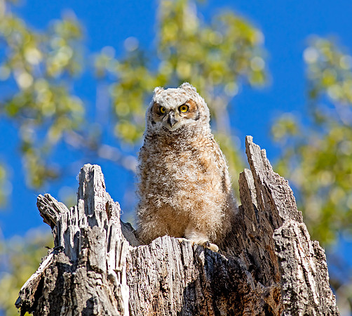 Great Horned Owl - Owlet