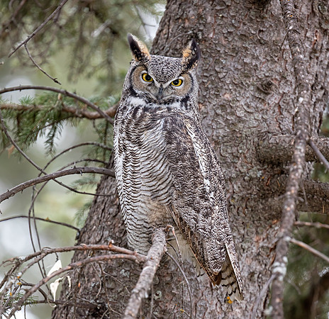 Great Horned Owl
