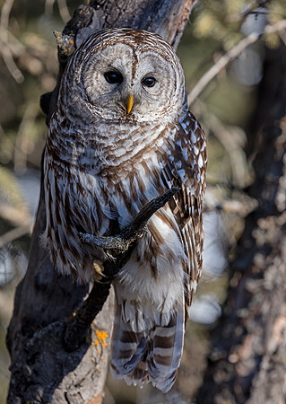 Barred Owl