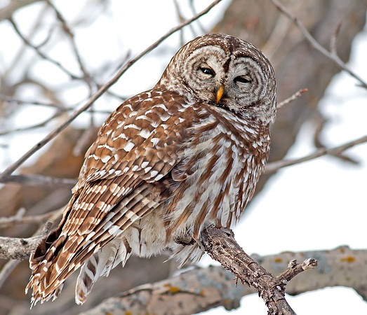 Barred Owl