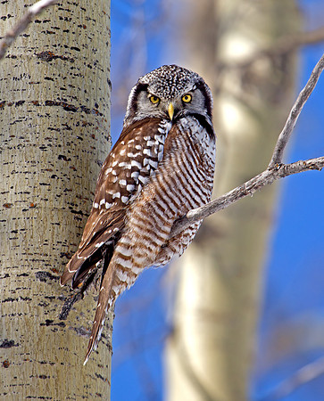 Northern Hawk Owl