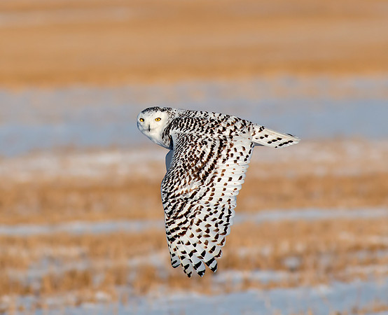 Snowy Owl