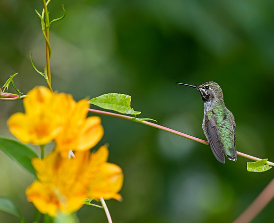 Anna's Hummingbird - immature male