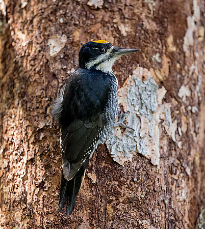 Black-backed Woodpecker - male