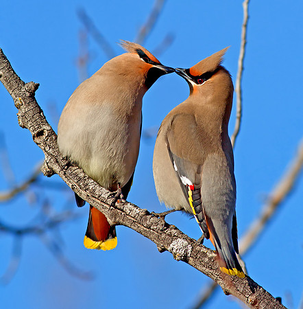 Bohemian Waxwing
