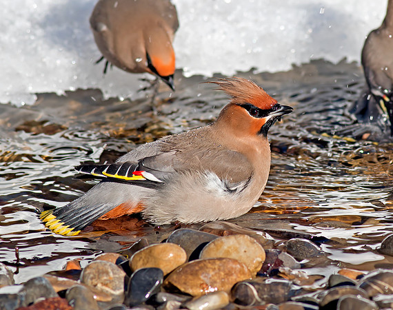 Bohemian Waxwing