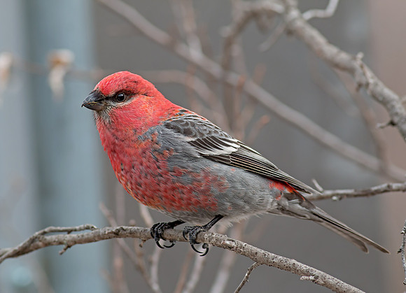 Pine Grosbeak - male