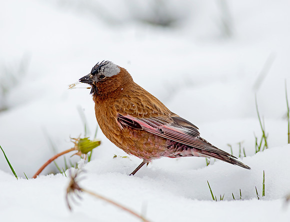 Gray-crowned Rosy-Finch