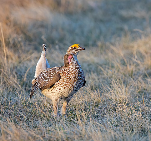 Sharp-tailed Grouse