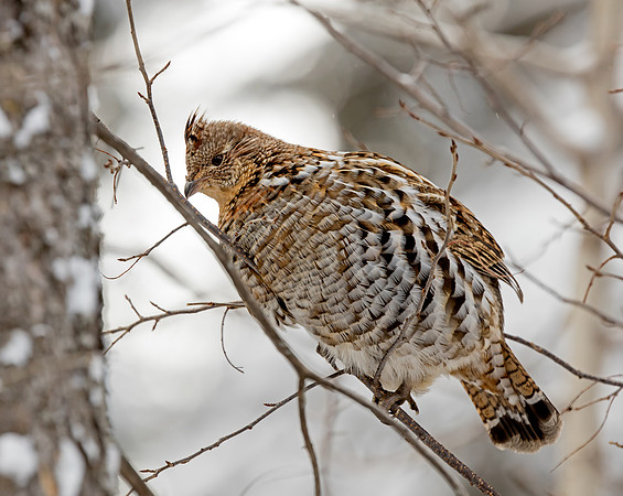 Ruffed Grouse
