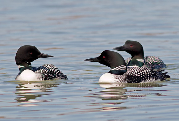 Common Loon