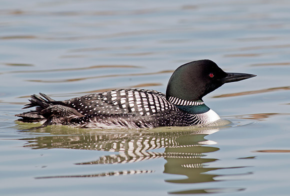 Common Loon