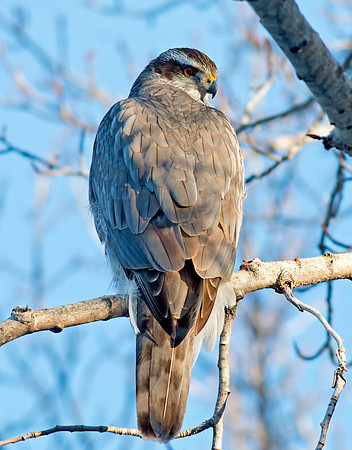 Northern Goshawk
