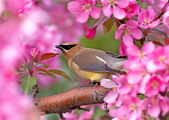 Cedar Waxwing amongst crab apple tree blossoms
