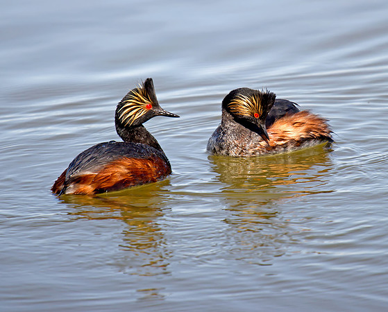 Black-necked Grebe (Podiceps nigricollis)