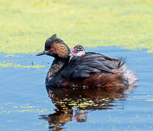 Eared Grebe and chick