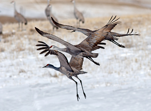 Sandhill Crane