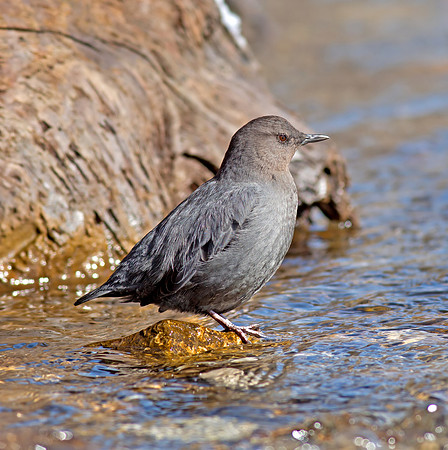 American Dipper