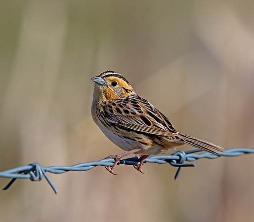 LeConte's Sparrow
