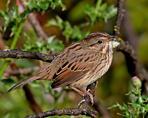 Lincoln's Sparrow