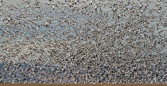 Snow Geese take flight